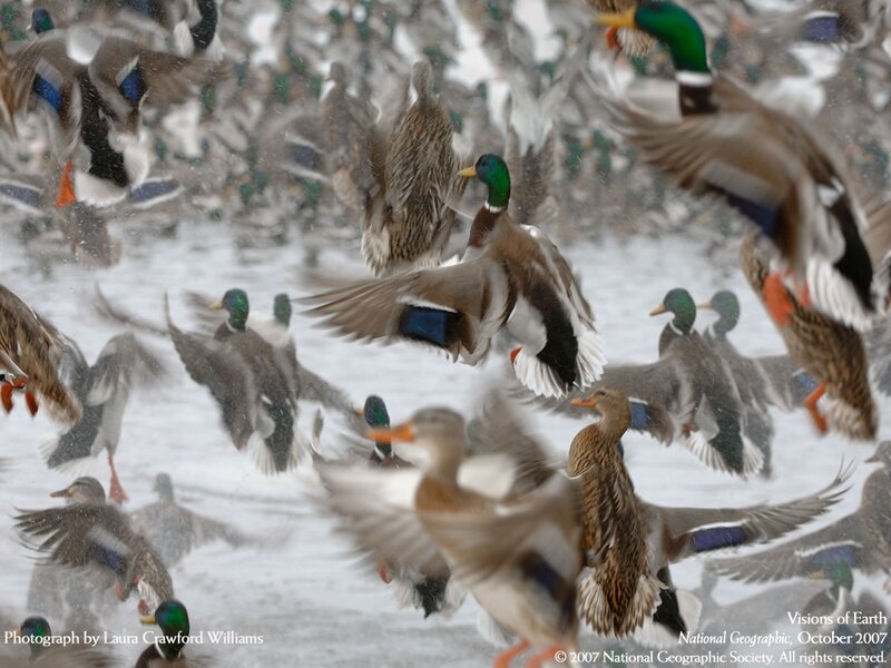 Ducks in Flight — Brown
