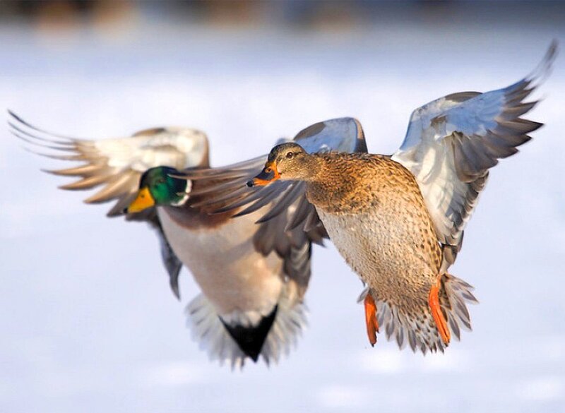 ducks in flight
