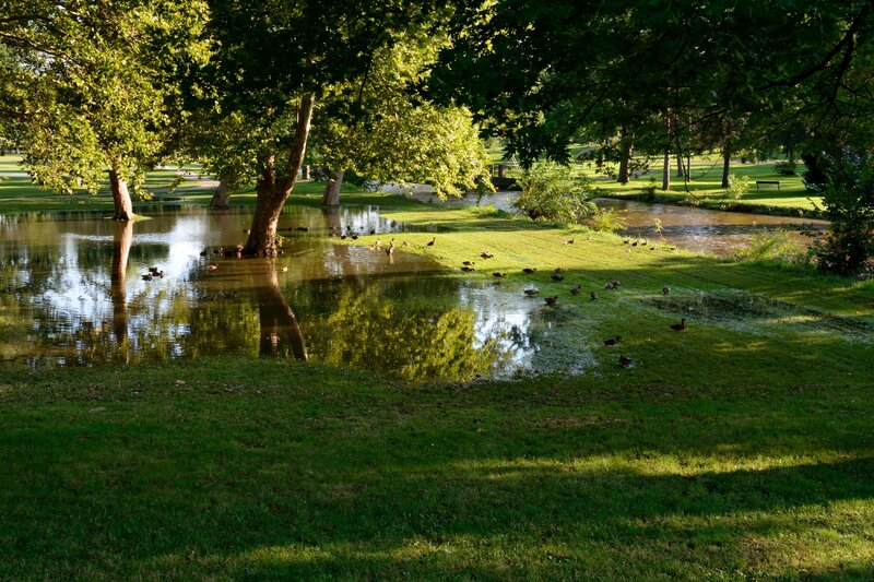 Ducks in Flooded Park — Green, Serene