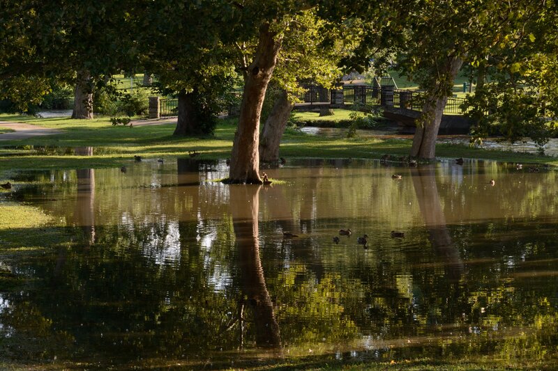 Ducks in Flooded Park — Green