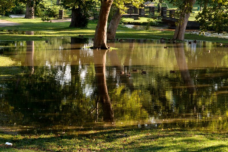 Ducks in Flooded Park