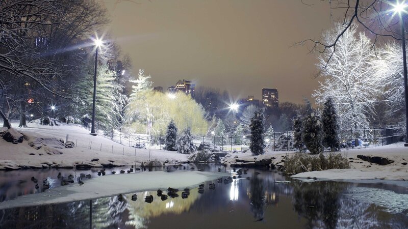 Ducks in Frozen Pond