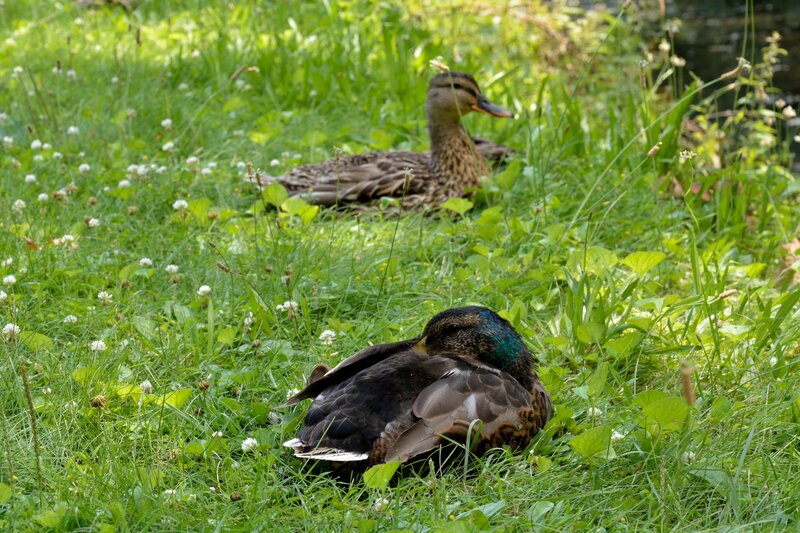Ducks in Grass — Green, Calm
