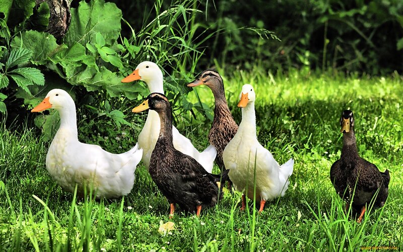 Ducks in Grass — Green