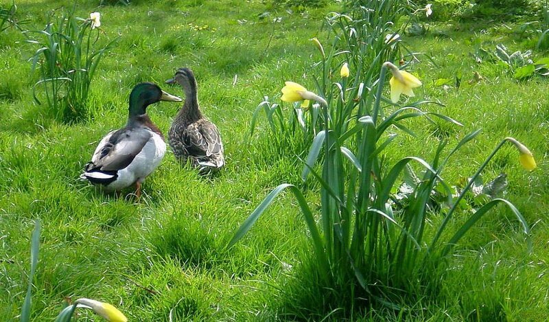 Ducks in Grass