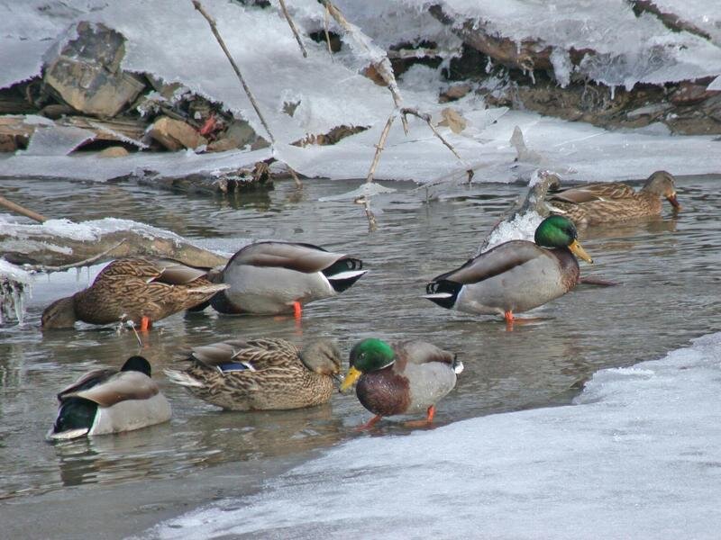 Ducks in Icy Water