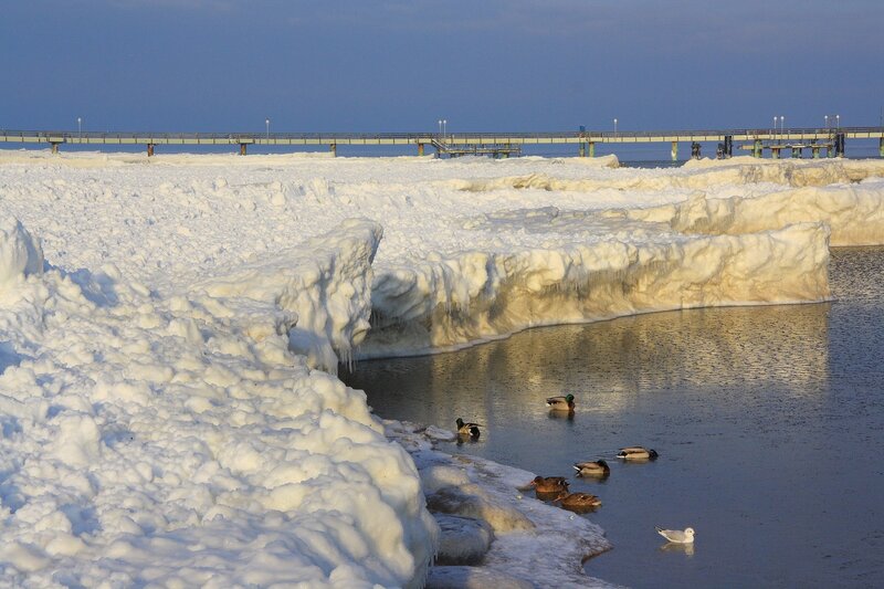 Ducks in Icy Water — White