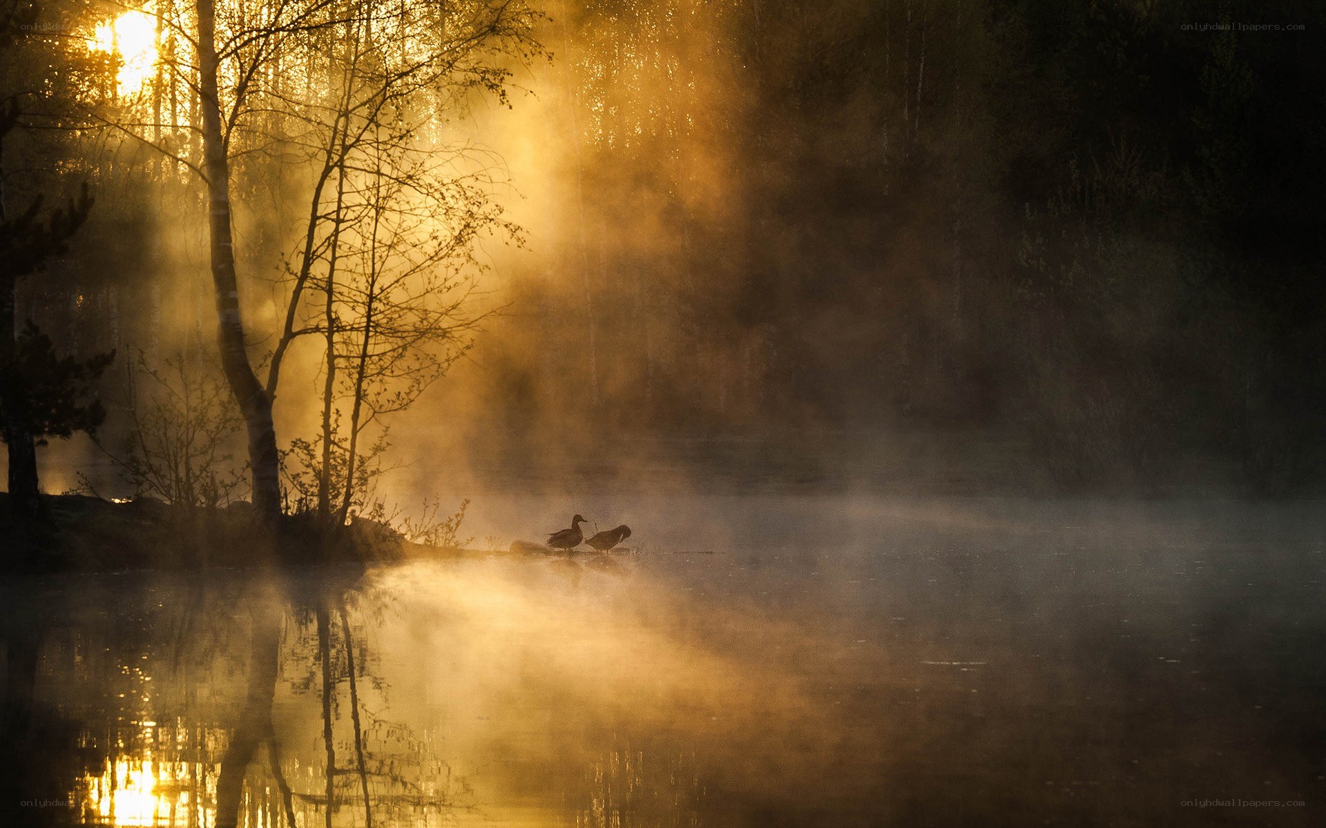 Ducks in misty morning light