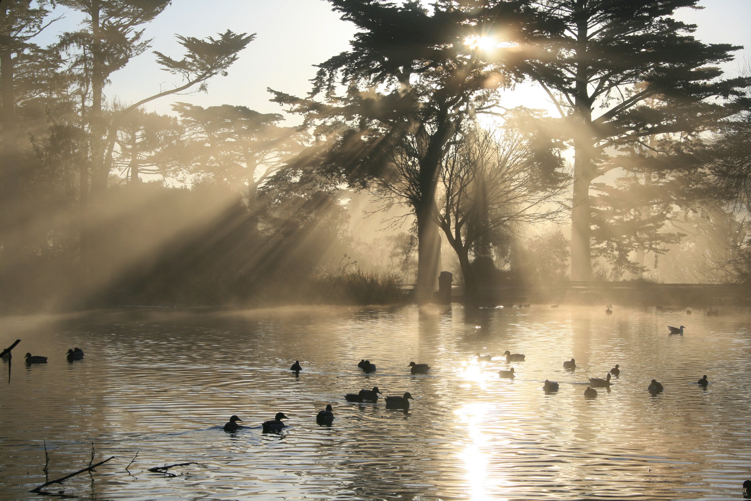 Ducks in misty morning light