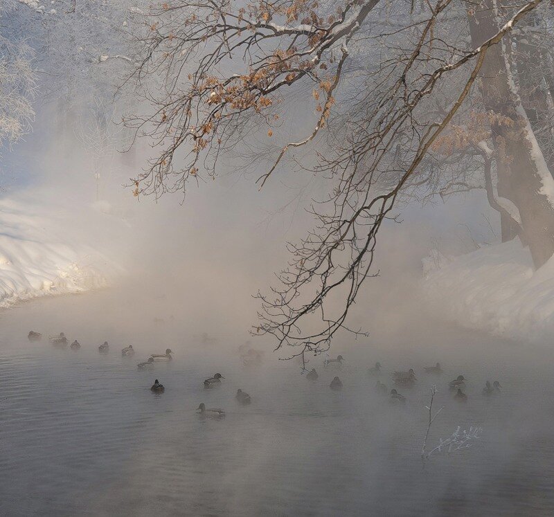 Ducks in Misty River