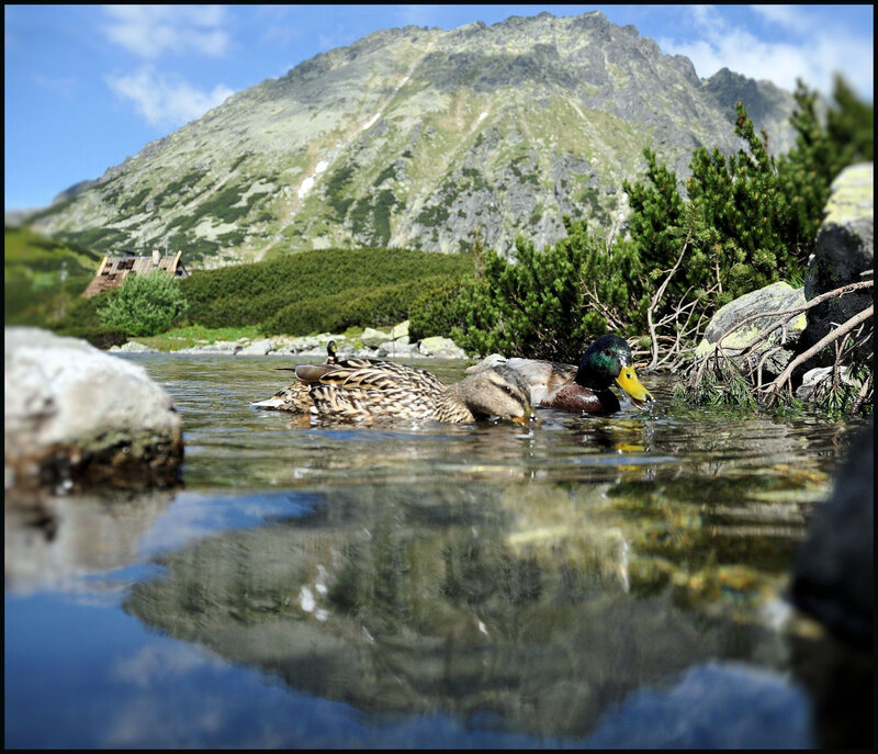 Ducks in Mountain Lake