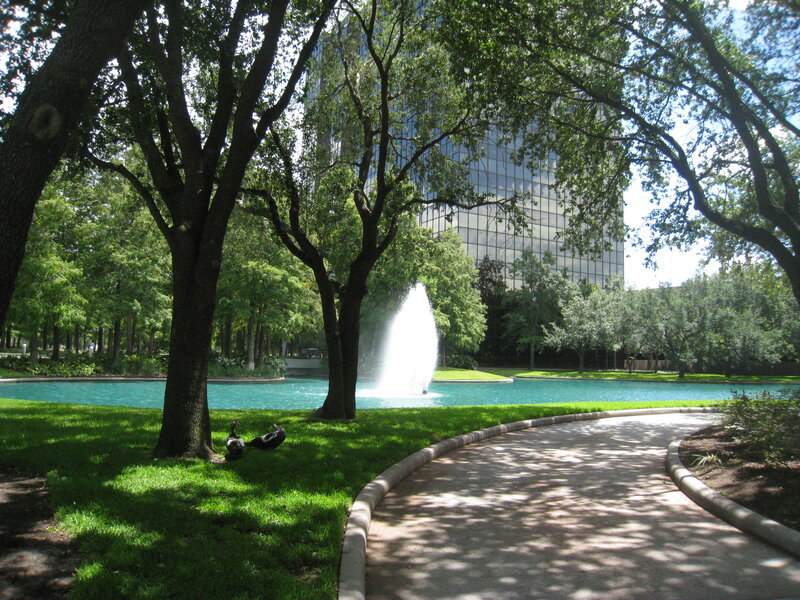 Ducks in Park