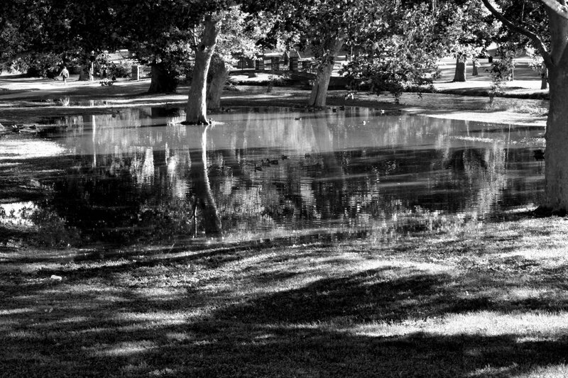 Ducks in Pond — Black