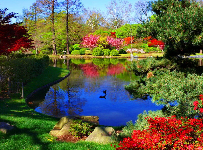 Ducks in Pond — Blue, Serene, Spring