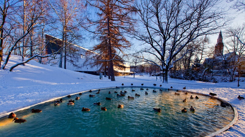 Ducks in Pond — Blue, Serene