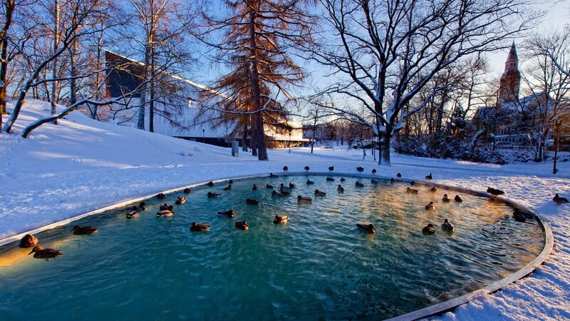 Ducks in Pond — Blue, Serene, Winter, Photograph, Snow, Trees