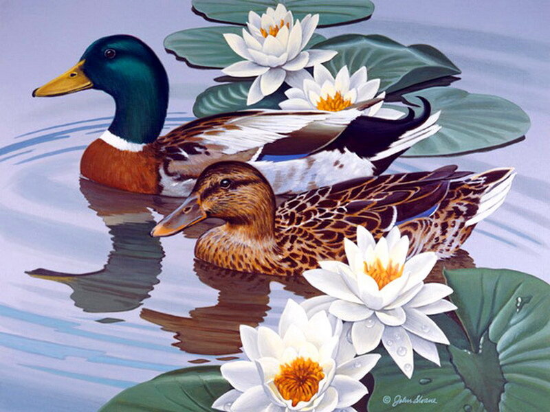 Ducks in Pond — Blue