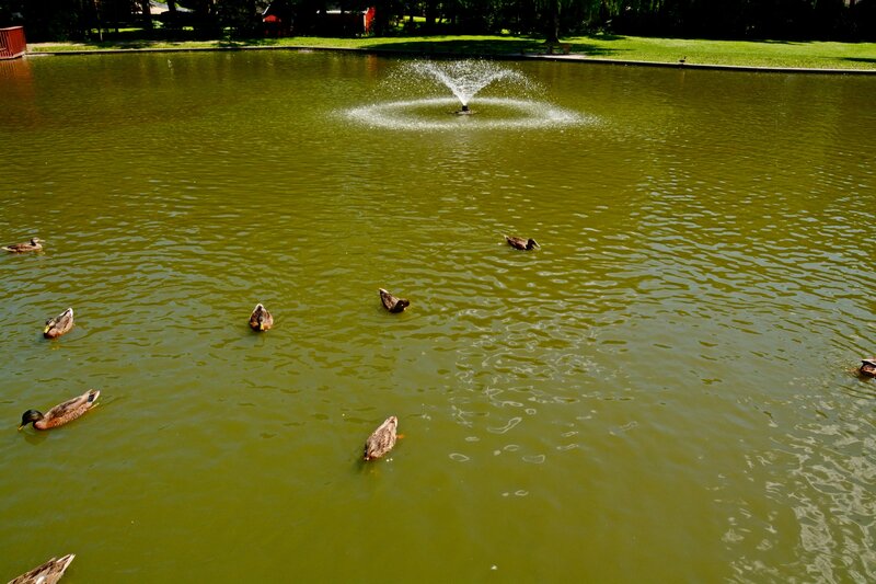 Ducks in Pond — Green, Calm