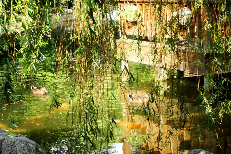 Ducks in Pond — Green, Serene, Afternoon
