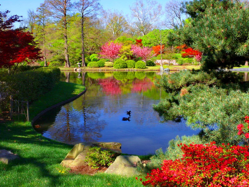 Ducks in Pond — Green, Serene, Spring, Photograph