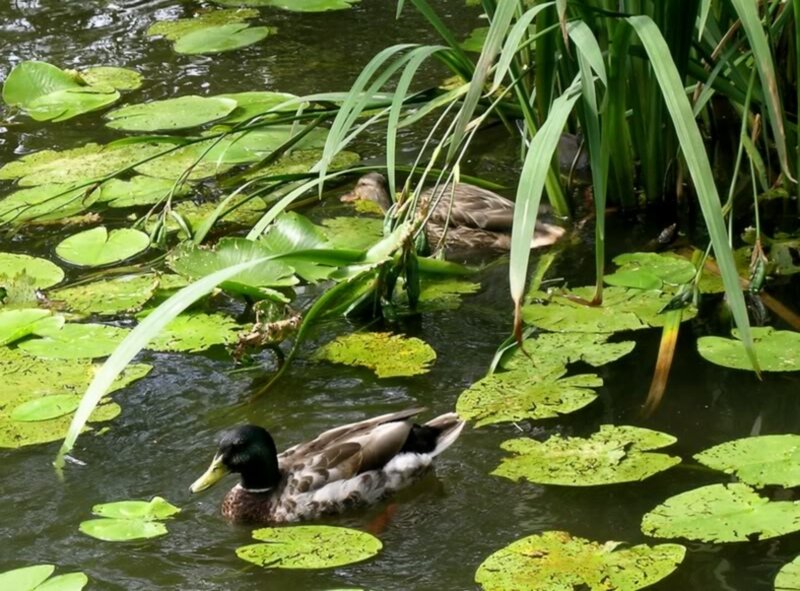 Ducks in Pond — Green, Serene