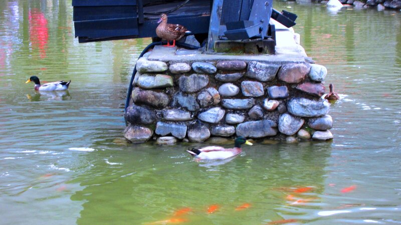 Ducks in Pond — Green