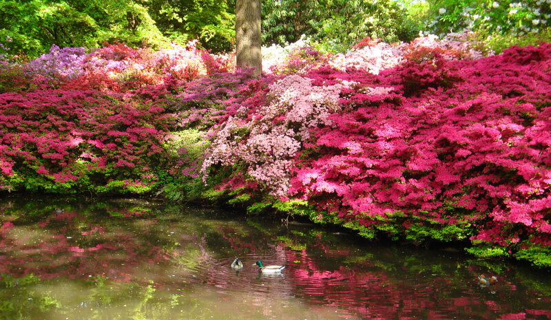 Ducks in Pond — Pink
