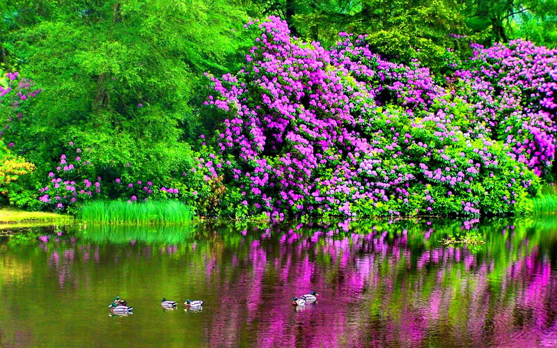 Ducks in Pond — Purple