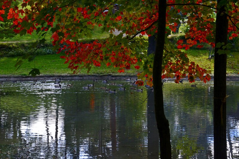 Ducks in Pond — Red, Serene, Autumn