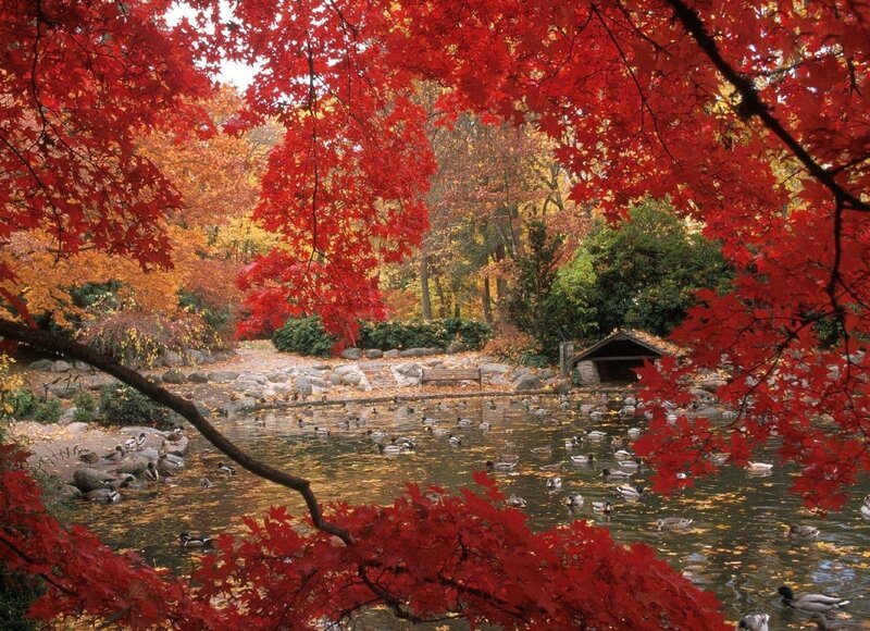 Ducks in Pond — Red