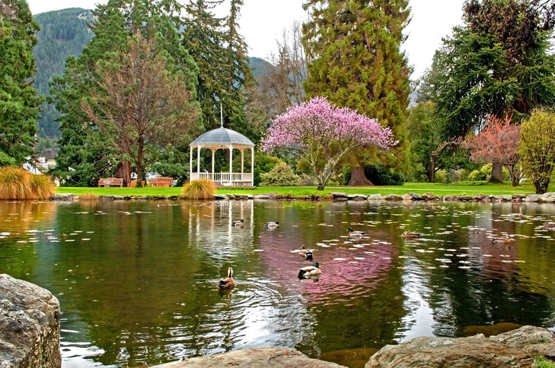 Ducks in Pond