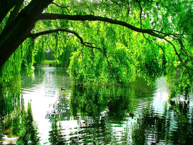 Ducks in Pond under Willow
