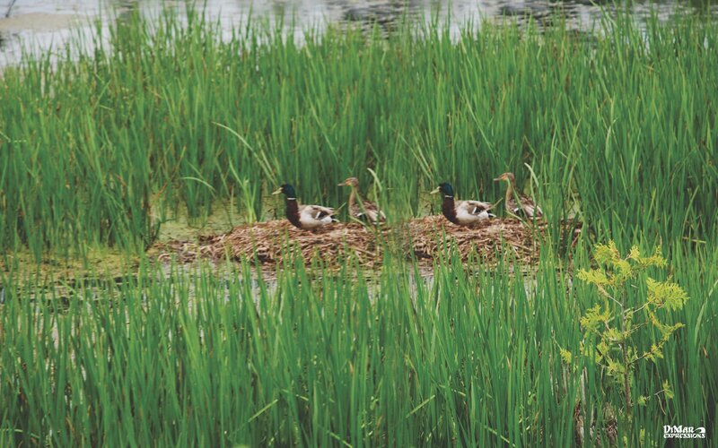 Ducks in Reeds — Green