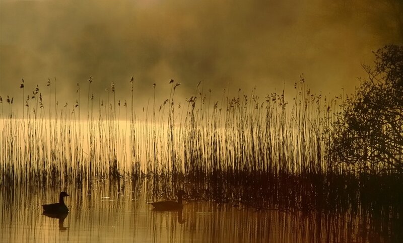 Ducks in Reeds