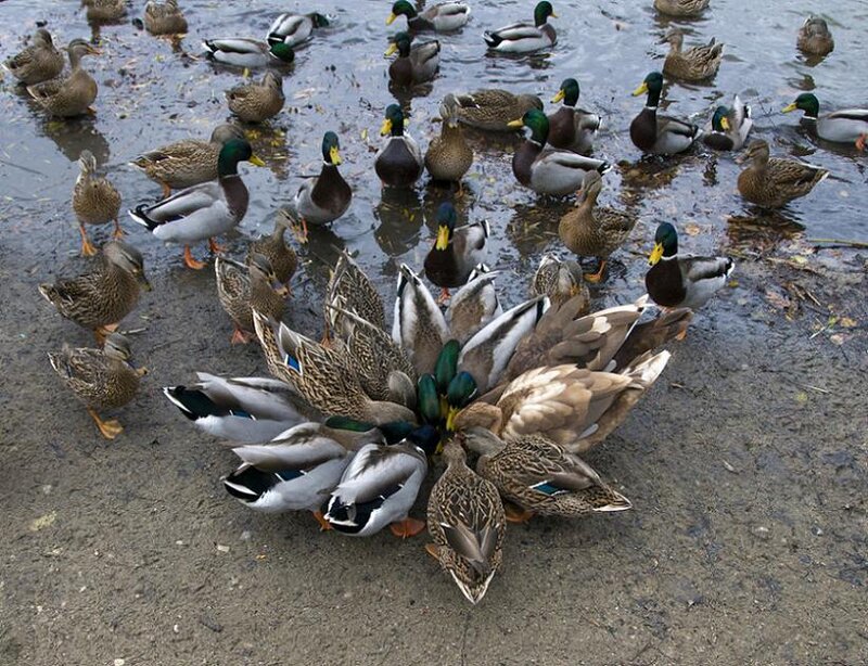 Ducks in Shallow Water