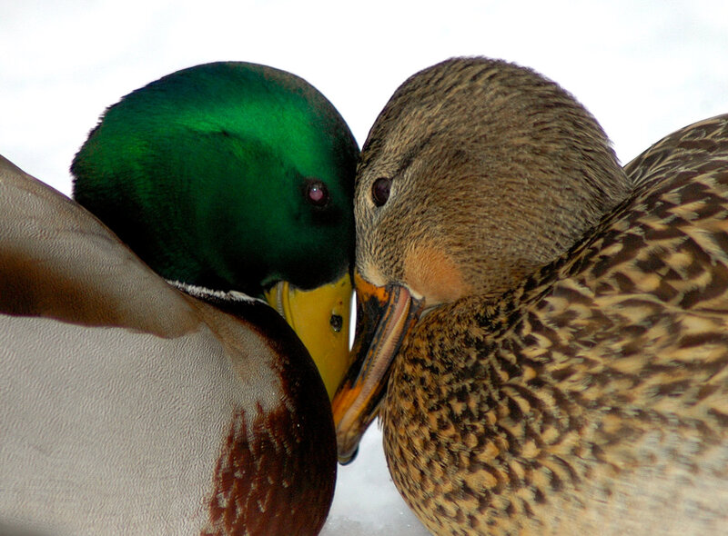 Ducks in Snow — Green
