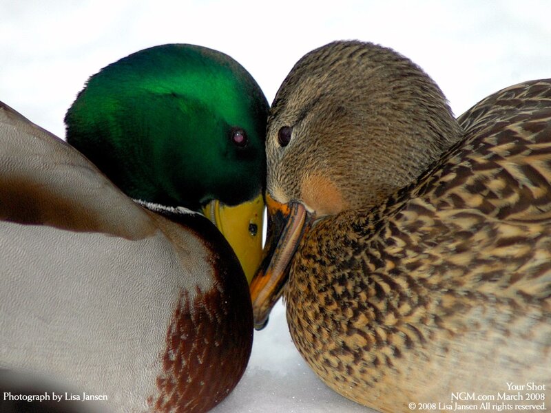 ducks in snow