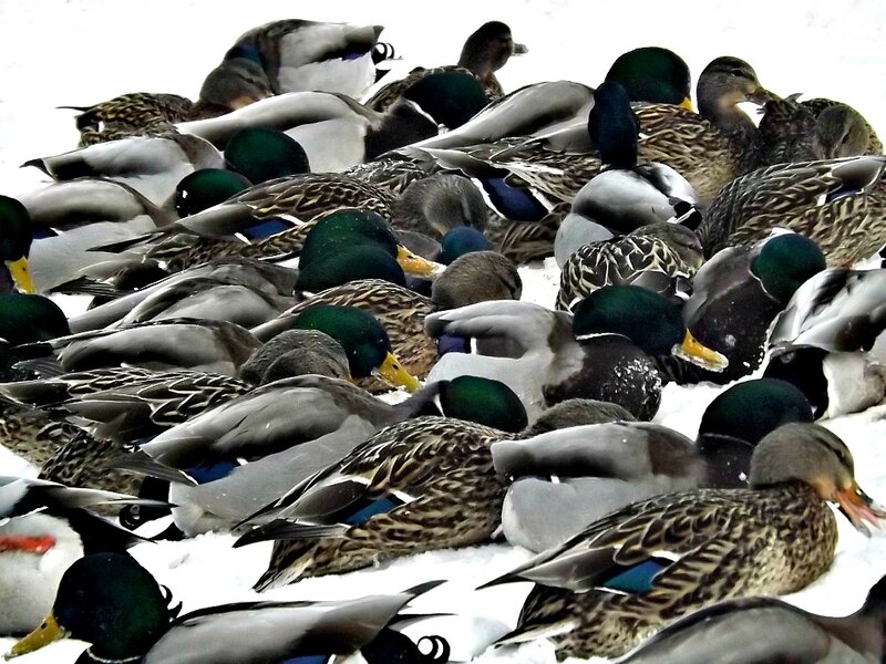 Ducks in Snow — White, Calm