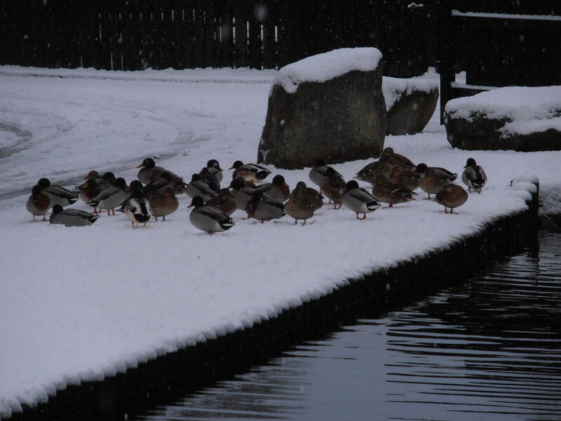Ducks in Snow — White, Cold