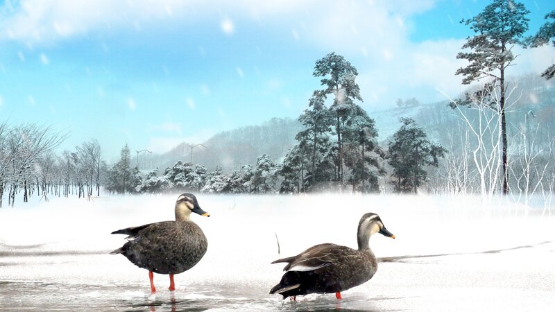 Ducks in Snow — White, Serene