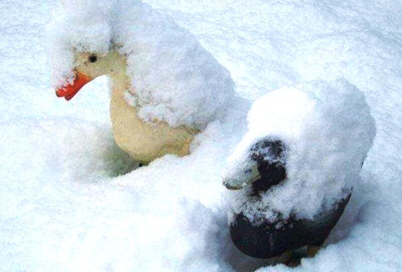 Ducks in Snow — White