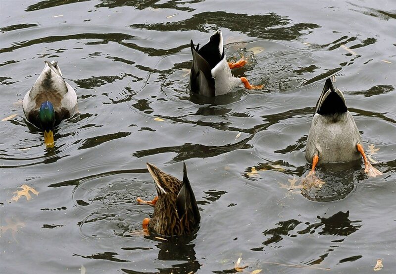 Ducks in Water