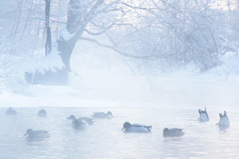 Ducks in Winter River
