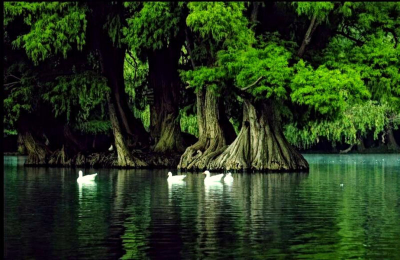 Ducks on a calm lake