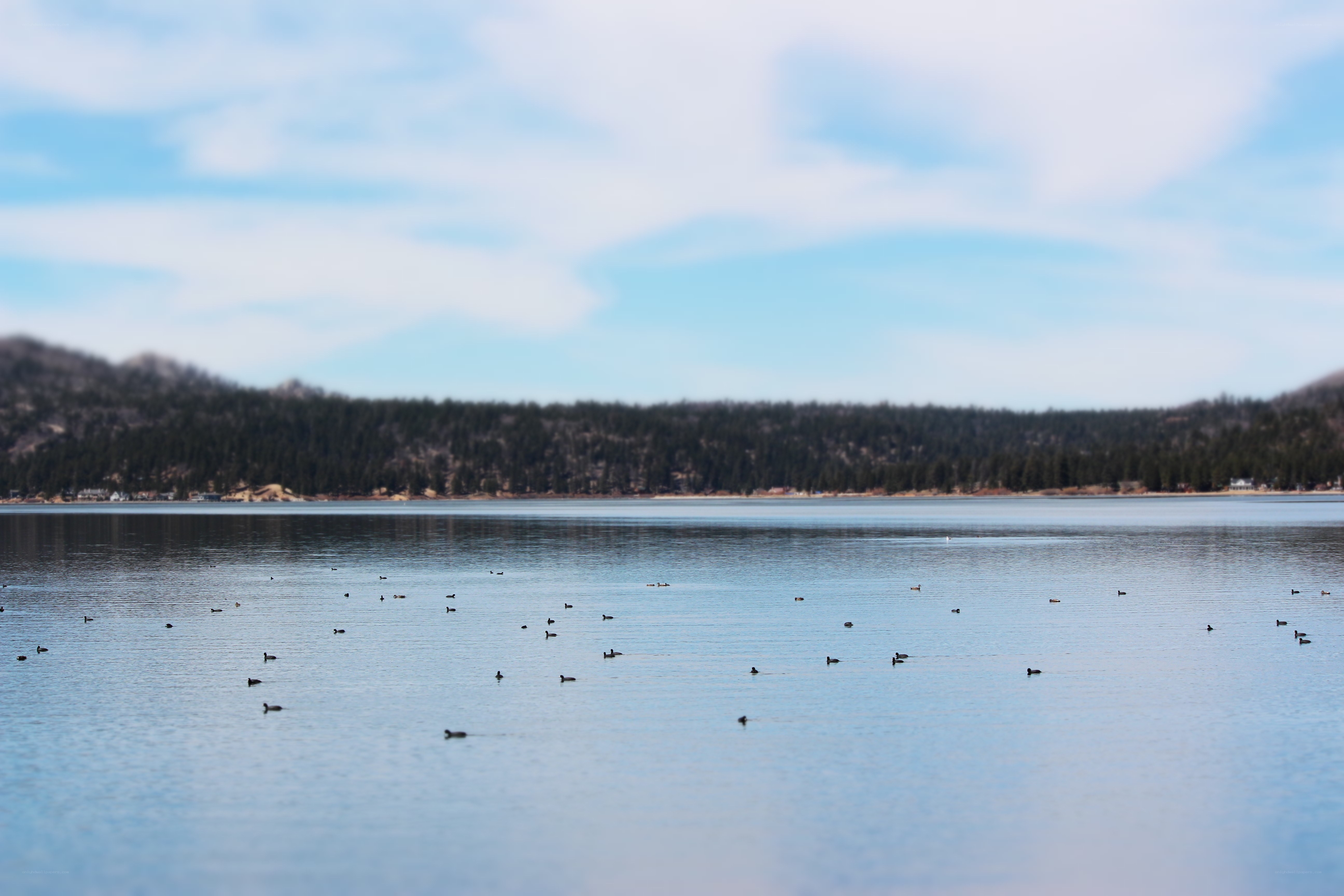 Ducks on a calm lake