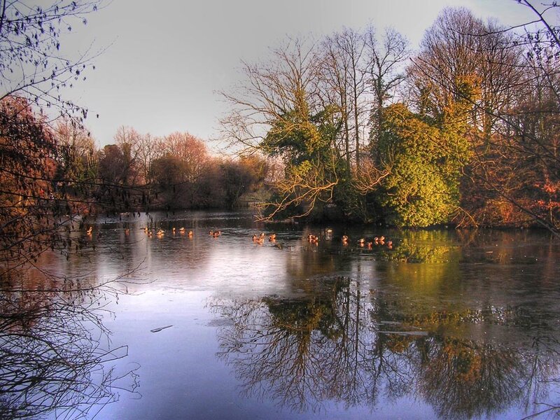 Ducks on a calm pond