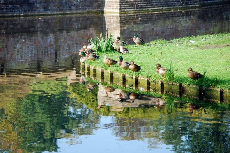 Ducks on a Canal Bank