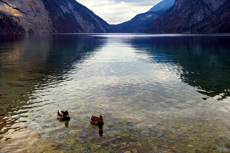 ducks on a clear lake