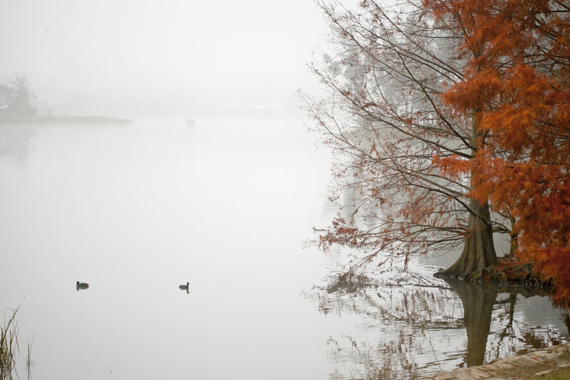 Ducks on a Foggy Lake