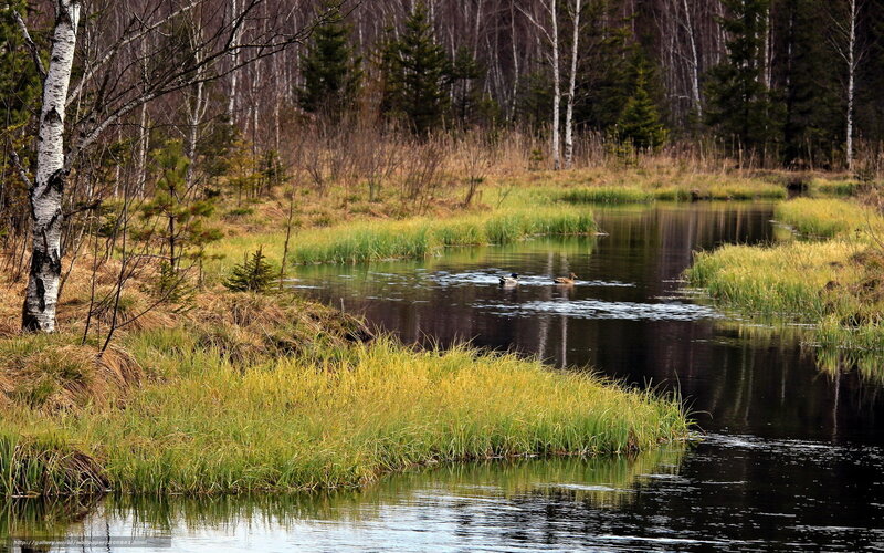 Ducks on a forest pond